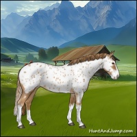 Horse Color:Chestnut Splash Appaloosa 