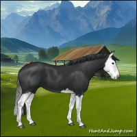 Horse Color:Black Splash