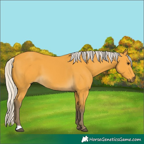 Horse Color:Silver Buckskin 