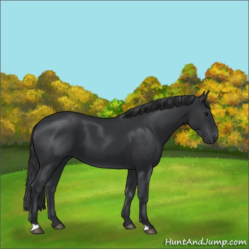 Horse Color:Black 