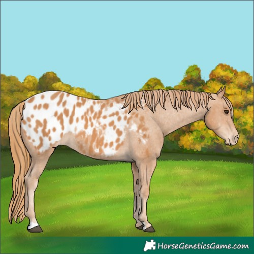 Horse Color:Chestnut Appaloosa 
