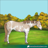 Horse Color:White Spotted Grullo Pearl Splash