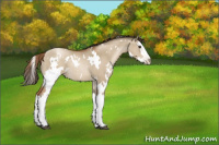 Horse Color:Gray White Spotted Grullo Pearl Splash 