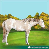 Horse Color:White Spotted Grullo Pearl Splash 
