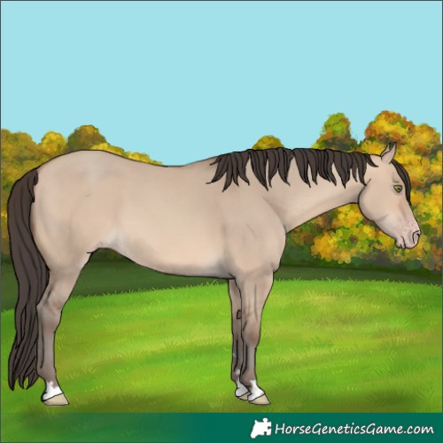 Horse Color:Amber Champagne Dun 
