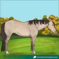 Horse Color:Amber Champagne Dun 