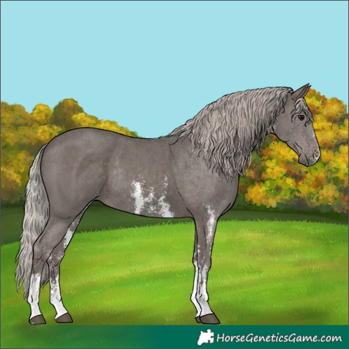 Horse Color:Silver Black Sabino Rabicano