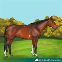 Horse Color:Bay Tobiano 