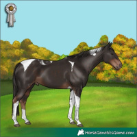Horse Color:Liver Chestnut Tobiano 