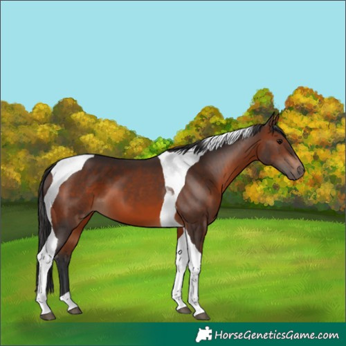 Horse Color:Brown Tobiano