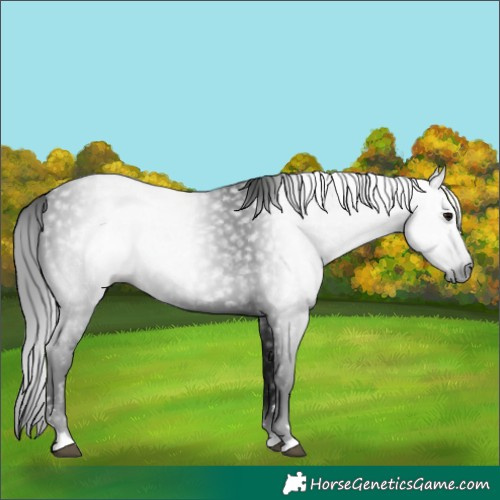 Horse Color:Gray Black 