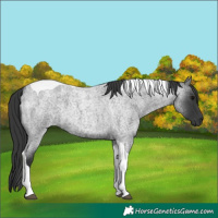 Horse Color:Blue Roan Tobiano