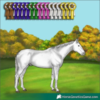 Horse Color:Gray White Spotted Silver Black Sabino Rabicano 