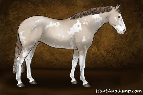 Horse Color:White Spotted Grullo Pearl Splash 
