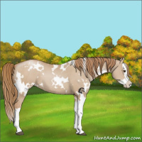 Horse Color:White Spotted Grullo Pearl Splash 