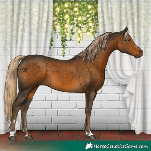 Horse Color:Chocolate Palomino 