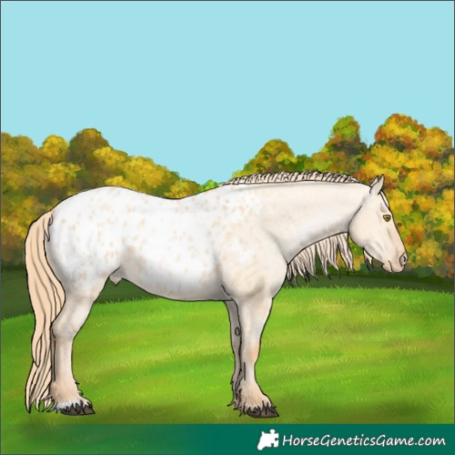 Horse Color:Red Dun Appaloosa 