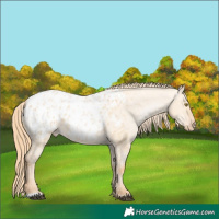Horse Color:Red Dun Blanket 