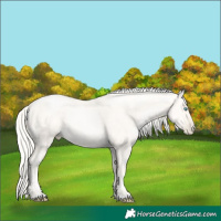 Horse Color:Gold Cream Champagne Pearl Dun 