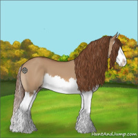 Horse Color:Red Dun Splash 