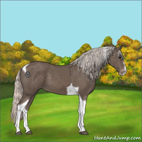 Horse Color:Silver Black Sabino Tobiano Appaloosa 