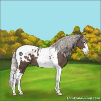 Horse Color:Silver Black Splash Tobiano Blanket 
