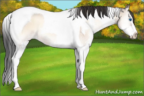 Horse Color:Brown Onyx Splash Tobiano 