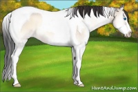 Horse Color:Brown Onyx Splash Tobiano 