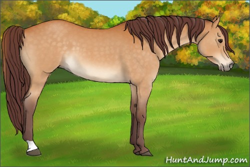 Horse Color:Chocolate Buckskin Roan 