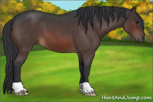 Horse Color:Brown Roan 