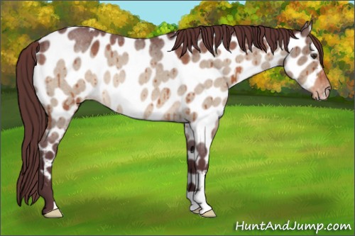 Horse Color:Chocolate Brown Roan Dun Near Leopard Brindle 
