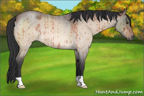 Horse Color:Brown Roan Dun Brindle 