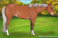 Horse Color:Silver Bay Roan 