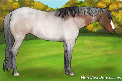 Horse Color:Brown Roan 