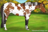 Horse Color:White Spotted Buckskin 