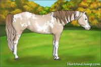 Horse Color:White Spotted Grullo Pearl Splash 