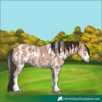 Horse Color:White Spotted Bay Ice Sabino Rabicano 