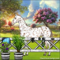 Horse Color:Chestnut Appaloosa Rabicano 