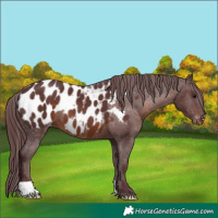 Horse Color:Chocolate Brown Near Leopard 
