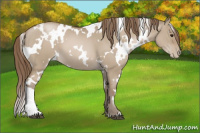 Horse Color:White Spotted Grullo Pearl 