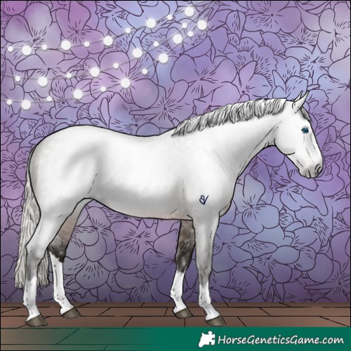 Horse Color:Gray Silver Bay Roan Splash Rabicano 