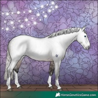 Horse Color:Gray Silver Bay Roan Splash Rabicano 