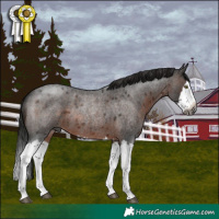Horse Color:Gray Brown Roan Sabino Splash Rabicano 