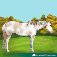 Horse Color:White Spotted Grullo Pearl Splash 