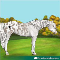 Horse Color:Silver Grullo Sabino Splash Appaloosa 
