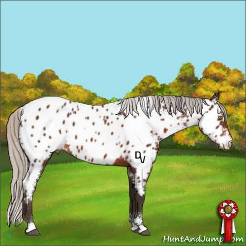 Horse Color:White Spotted Silver Brown Sabino Appaloosa 
