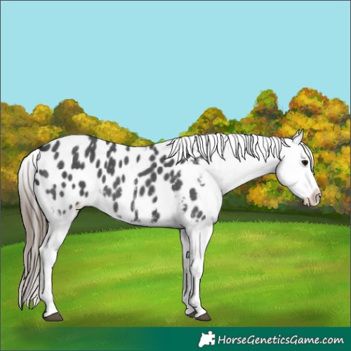 Horse Color:Black Sabino Appaloosa 