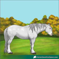 Horse Color:White Spotted Grullo Chinchilla Pearl Splash