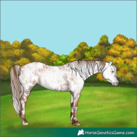 Horse Color:Gray Gold Champagne Appaloosa  and Gray Gold Champagne Appaloosa 