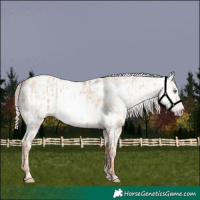 Horse Color:Gray Gold Champagne Dun Near Leopard  and Gray Gold Champagne Dun Near Leopard 